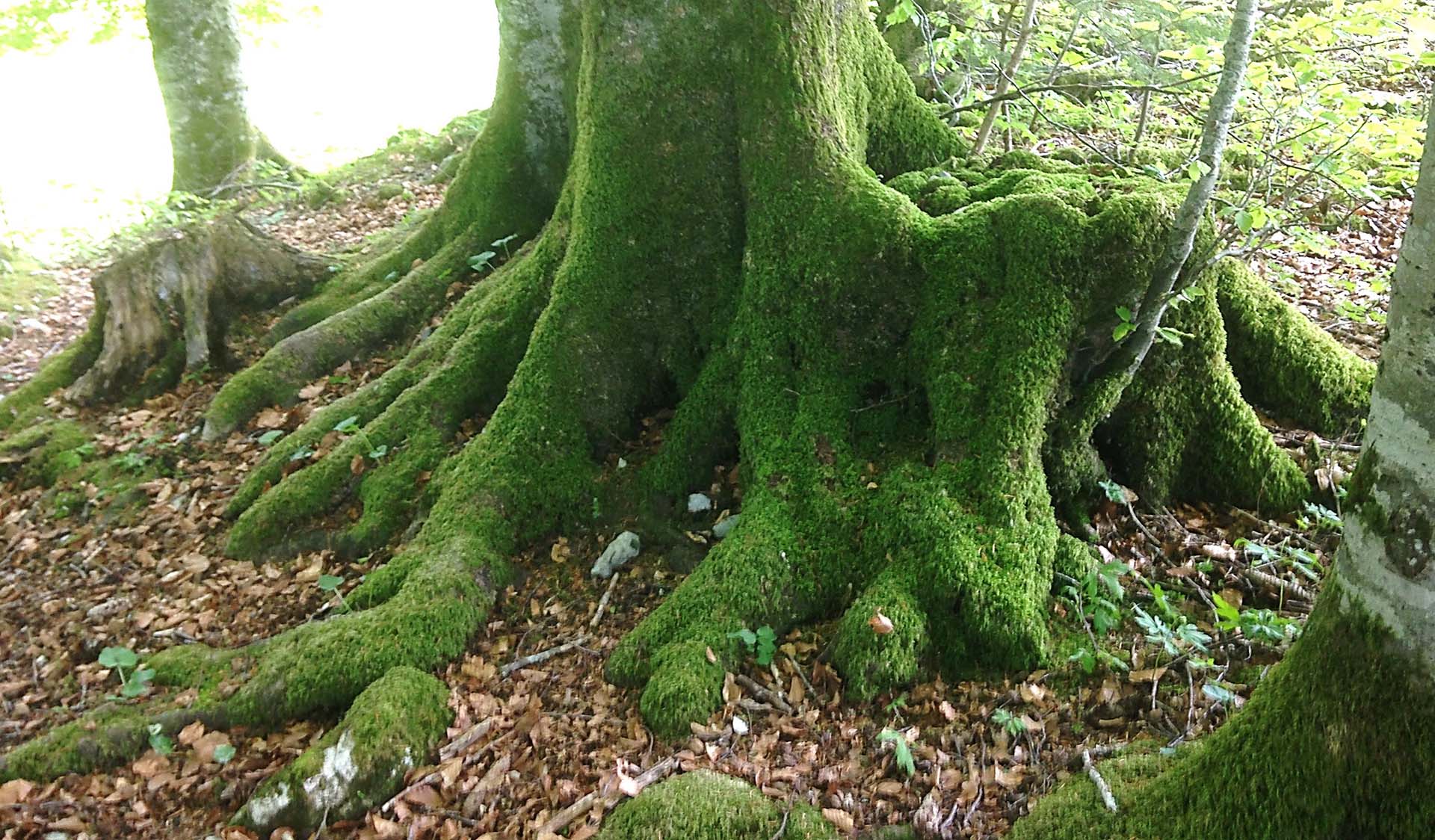 Ablauf und Kosten